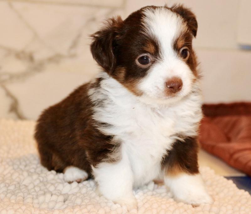 Mini Aussie Puppies for Sale - Florida Fur Babies