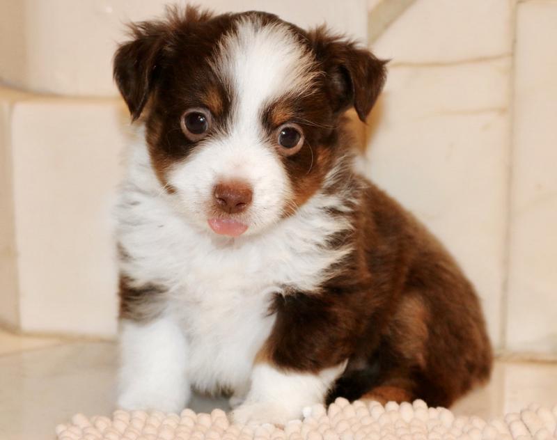 Toy Australian Shepherd - Breed Profile & Information - SpiritDog