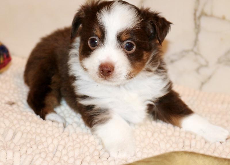 Mini Aussie Puppies for Sale - Florida Fur Babies