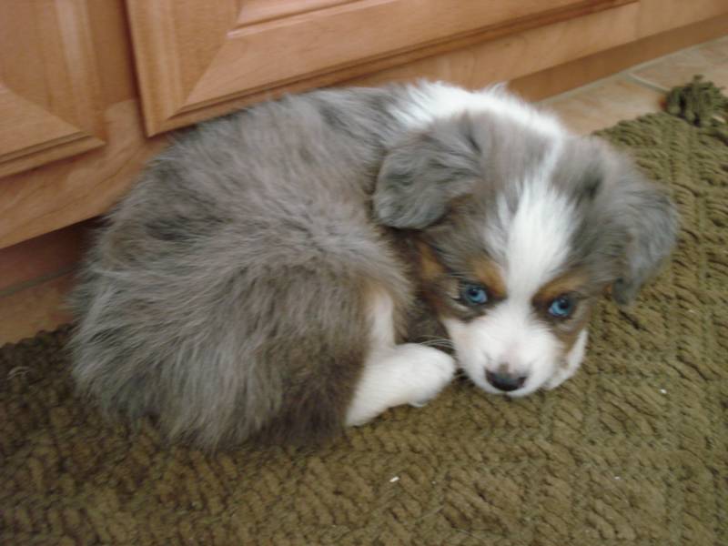 toy australian shepherd