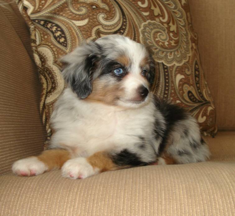 blue merle toy aussie