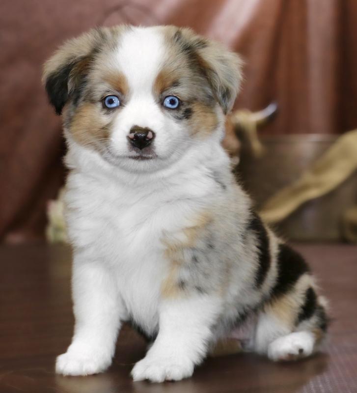 blue horizon toy aussies