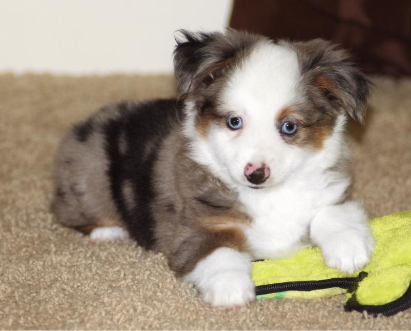 Blue Horizon Toy Australian Shepherds Blue Horizon Toy Australian Shepherds