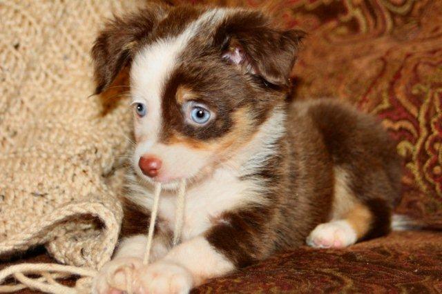 blue horizon toy aussies