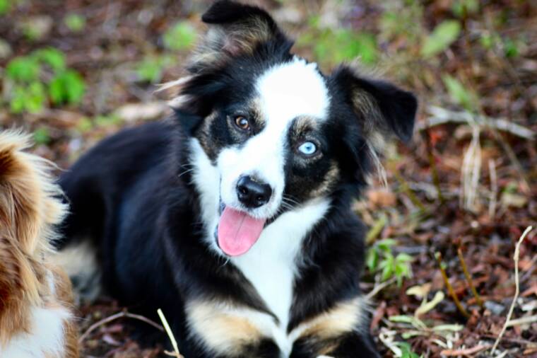 blue eyed tri australian shepherd