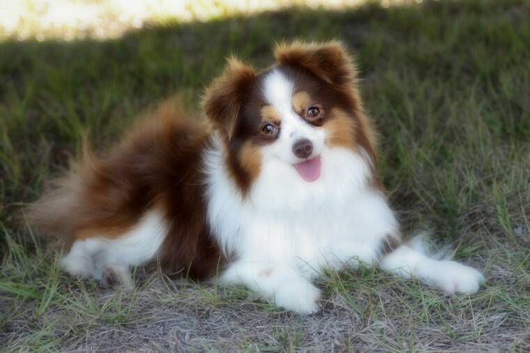 mini australian shepherd for sale near me