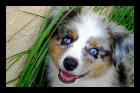 blue merle mini australian shepherd for sale