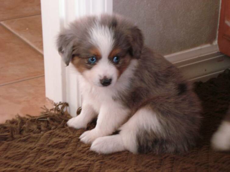 mini australian shepherd puppies for adoption