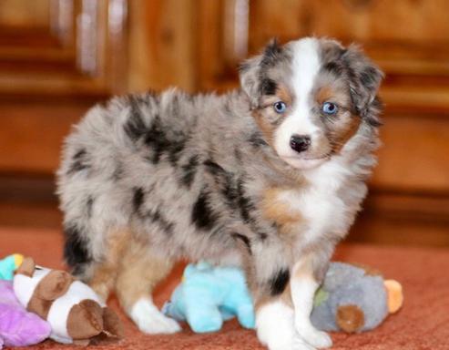 Small dog breeder of high quality Toy Australian Shepherds