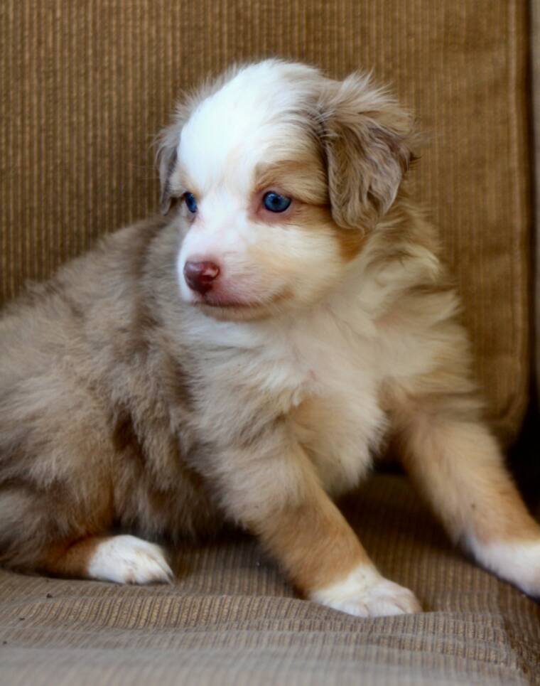 toy aussies